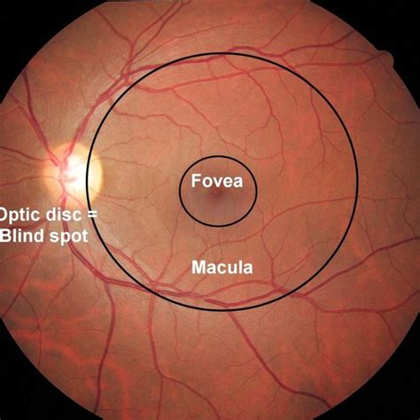 2 Density Distribution Of Retinal Rods And Cones A Retinal Image Is
