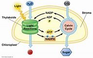 Photosynthesis Diagram | Quizlet