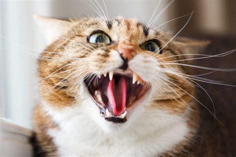 Aggresive Cat Behavior Redirect Cat Aggression
