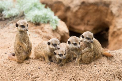 No People Outdoors Desert Meerkat Cute Full Length Meerkats Land