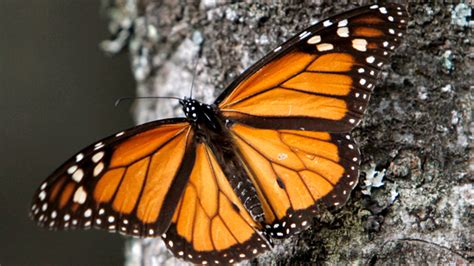 New Study Finds Logging Still A Threat To Monarch Butterflies In Mexico