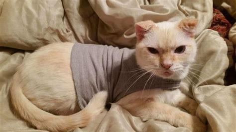 You can use an ace wrap during the fireworks and it might help if you don't have a thundershirt. Cat Thunder Shirt | Thunder shirt, Cats, Thunder