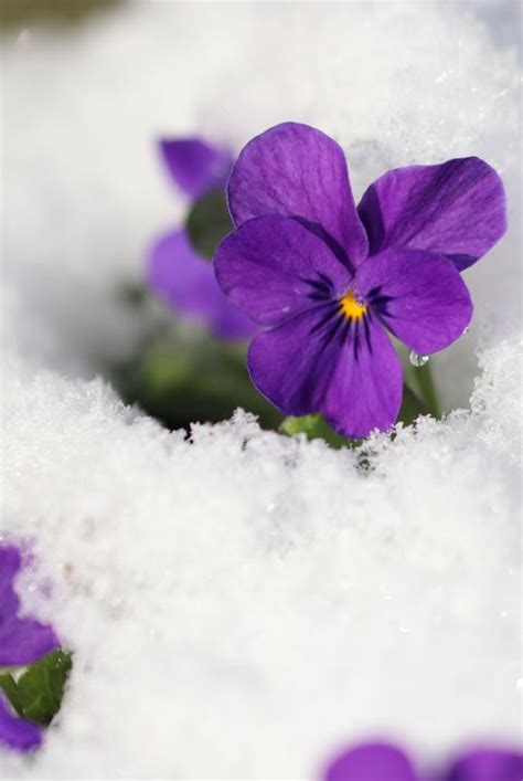 16 Best Winter Flowers Prettiest Flowers That Bloom In Winter