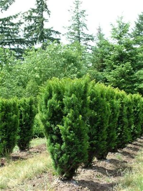 Low growing, forms a mound as plant matures. Erect English Yew Taxus baccata 'Erecta' from Van Essen ...