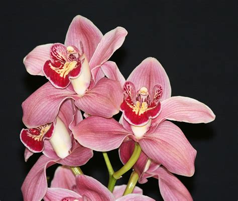 Pink Cymbidium Orchid 3 Flickr Photo Sharing