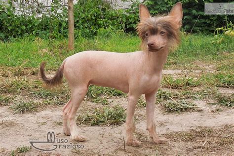 How can i find chinese food near me or chinese restaurants near me? Jasmine: Chinese Crested puppy for sale near Ukraine ...