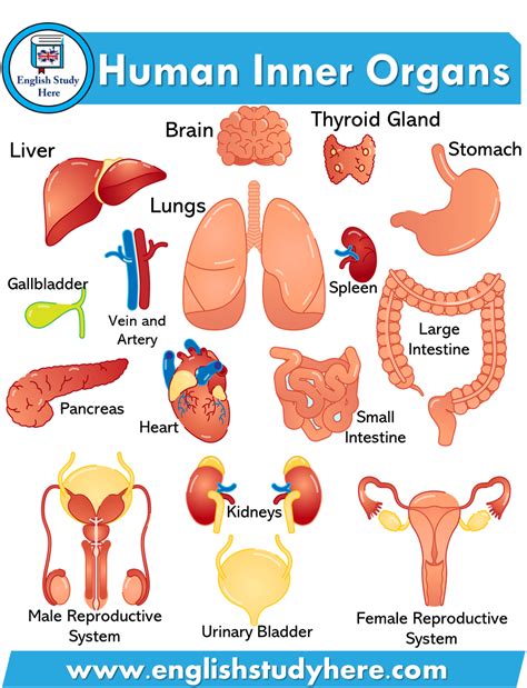 Learn tamil through english with simple. Human Inner Organs - English Study Here