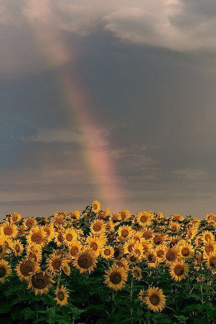 A Rainbow In The Sky Over A Field Of Sunflowers