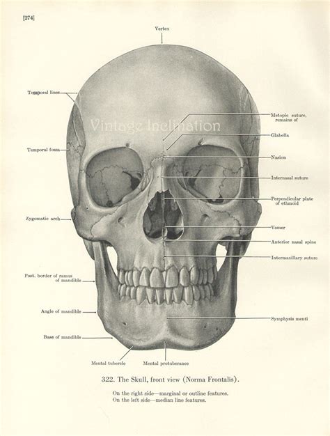 1943 Original Human Anatomy Print Skull Front View Bones