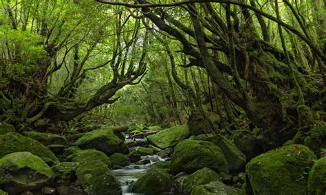 Symbiosis Of Nature And Tourism In Yakushima A World Heritage Site Japan Forward