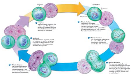 Week 5 Finishing Cell Cycle Mitosis Weise Biology