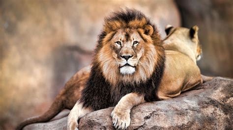 Día Mundial Del León Curiosidades Sobre El Rey De La Sabana
