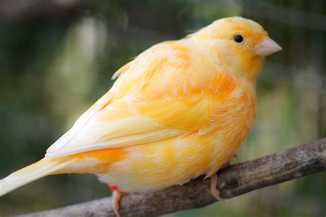 Wild Bird That Sounds Like A Canary Unique Rare Bird