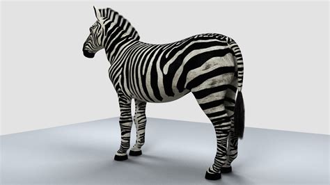 3d Model Wildlife Zebra Cgtrader