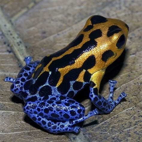 Safari Poison Dart Frogs Are Small Toxic Frogs Native To Tropical