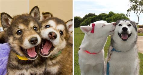 20 Dog Best Friends That Cant Be Separated Bored Panda