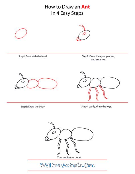 How To Draw An Ant Step By Step Drawing Tutorial Images And Photos Finder