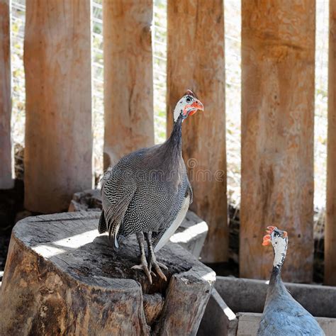 Guinea Fowl In Farm Stock Photo Image Of Patterned Domestic 99157090