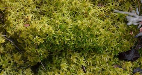 Majestic Earth Sphagnum Peat Moss - Canadian Sphagnum Peat Moss