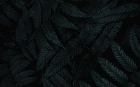 Wallpaper Leaves Dark Plant Carved Bush Hd Widescreen High