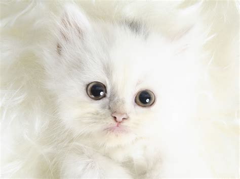White Fluffy Kitty With Images Kitten Wallpaper Kittens Cutest