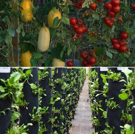 Vertical Vegetable Garden Ideas Design And Layout Gardening Tips