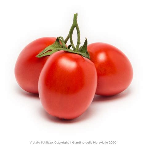 La salsa pomodoro es una salsa italiana cuyo principal ingrediente es el tomate, de ahí su nombre (pomodoro=tomate). produzione piante di pomodoro da salsa Brigade