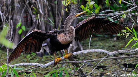 Everglades National Park Shark Valley Wildlife Photos Bringing You