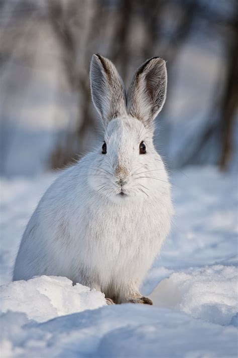I Used To See The Snowshoe Hares Playing In An Open Field