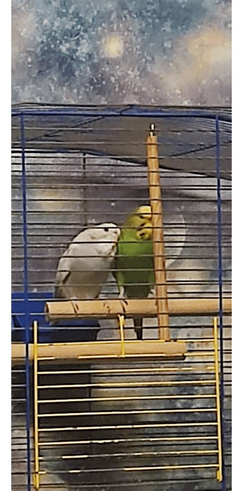 My Parrots Shongreen Parrot And Karliwhite Parrot Rparrots