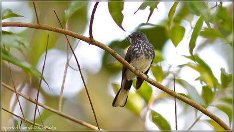 Spotted Fantail Bird Photo Call And Song Rhipidura Perlata