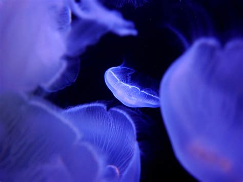 Free Images Flower Petal Underwater Jellyfish Blue Sea Animal