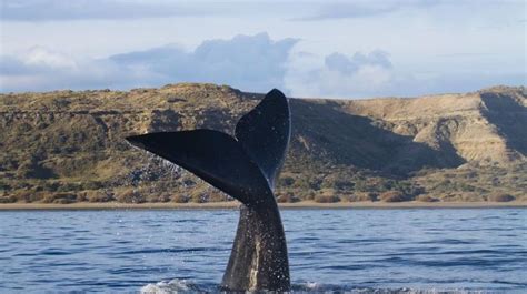 Peninsula Valdes And Whale Watching Tour From Puerto Madryn By Tangol