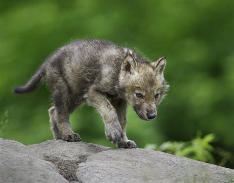 Pin By Jillian Langdon On Wolf Baby Wolves Wolf Pup Cute Animals
