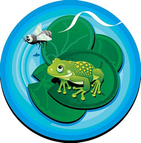 Frog Catching Fly Illustrations Royalty Free Vector Graphics And Clip