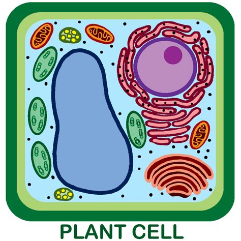 Unlabeled Plant Cell Pic 1 Biological Science Picture Directory