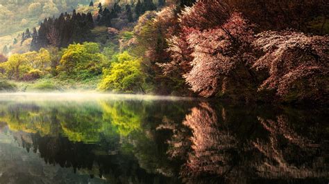 Tall Trees Reflecting On Calm Body Of Water In Landscape Photography 4k