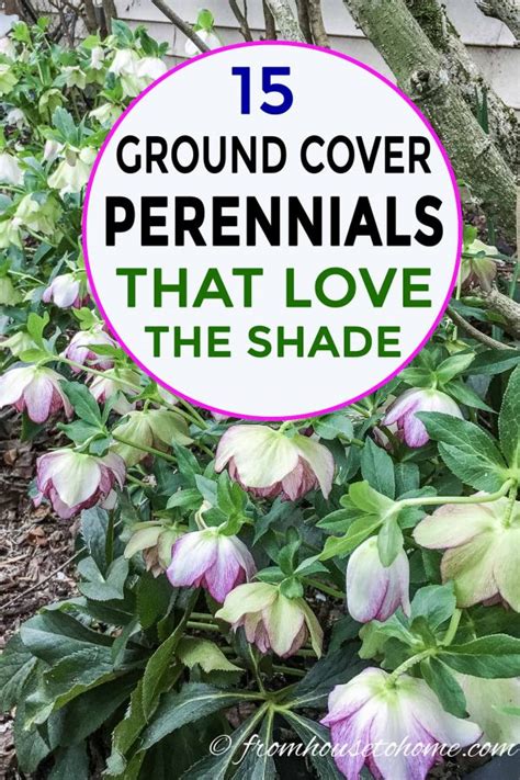 15 Stunning Perennial Ground Cover Plants That Thrive In The Shade