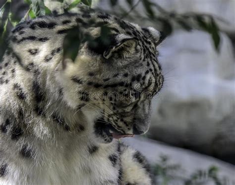 Snow Leopard Cub Stock Photo Image Of Buckskinman Endangered 104947930