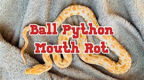 Ball Python Mouth Rot Symptoms Causes Treatment And Prevention