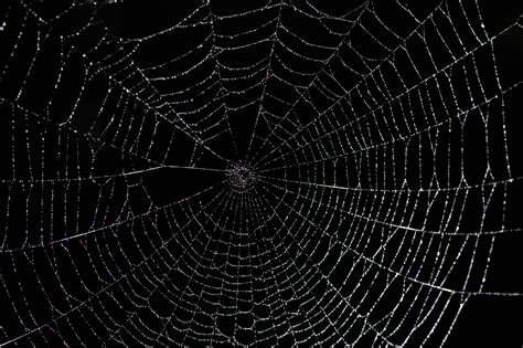 Cartoon Spider Web Wallpapers Top Free Cartoon Spider Web Backgrounds