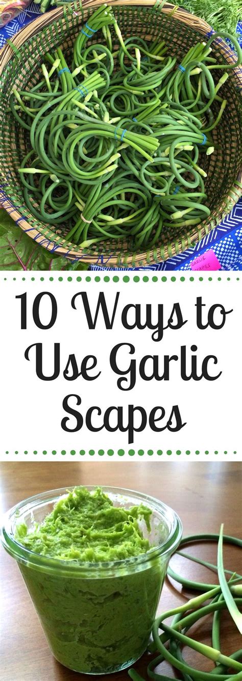Garlic Scapes 101 How To Cook Eat Enjoy Garlic Scapes Garlic