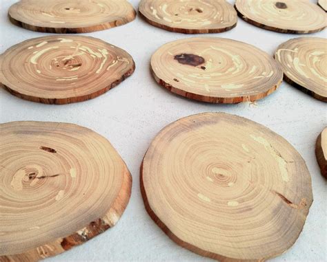 Elm Tree Slices 25 Thin Pieces