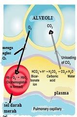 Pertukaran gas dalam alveolus oksigen yang diperlukan untuk oksidasi diambil dari udara yang kita hirup pada waktu kita bernapas. galerimageti: Mekanisme Pertukaran Gas