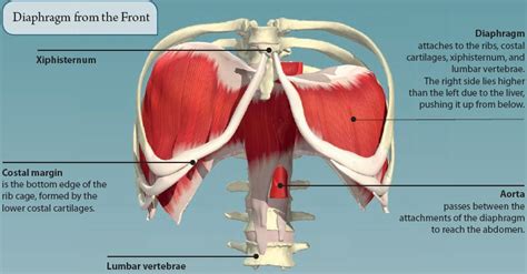 Anatomy Of Ribs And Organs