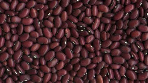 Heirloomsupplysuccess 30 Heirloom Red Chili Bean Plant Seeds Etsy