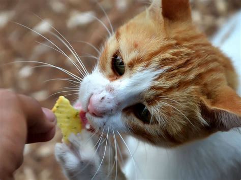 Unsure about what cats can eat? Which Human Food Can Cats Eat? | Cats, Cat treats ...