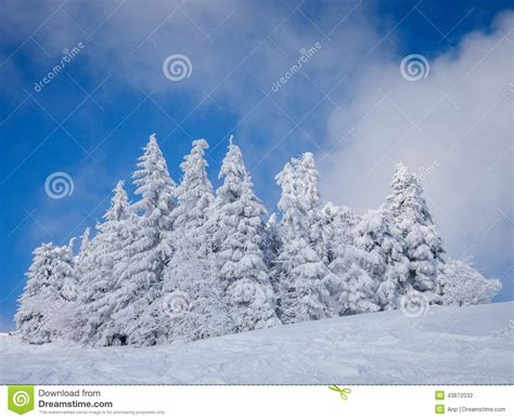 Winter Beautiful Forest Stock Photo Image Of Background 43872032