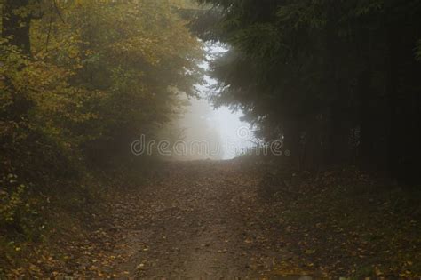 Foggy Tunnel Stock Photo Image Of Autumn Autumnal Rural 86259546