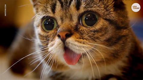 famous internet cat lil bub dies at age 8